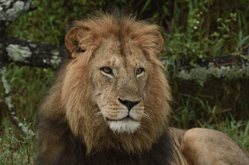 Obraz premium Lions male 