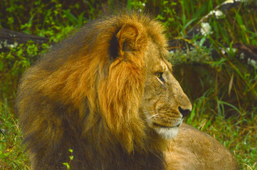 Lions male 