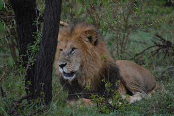 Lions male 