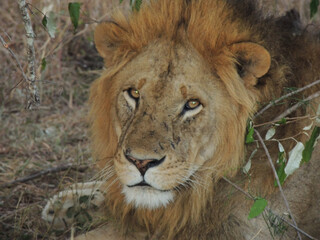 Lions male 