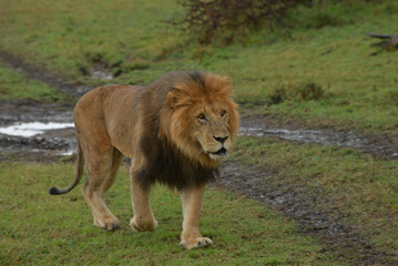 Lions male 