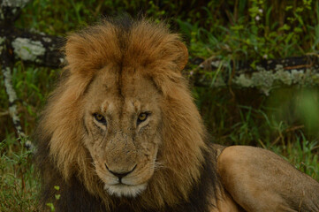 Fototapeta premium Lions male 