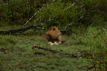 Lions male 