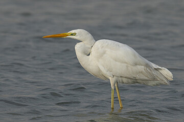 Portrait of a Great Egret at mameer coast of Bahrain