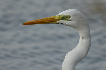 Closeup of a Great Egret at mameer coast of Bahrain