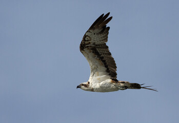 Osprey flying at Mameer coast of Bahrain