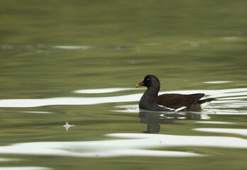 Common Moorhen swimming at Tubli bay in the morning light, Bahrain