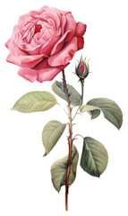 Fototapeta premium PNG Rose flower plant inflorescence.