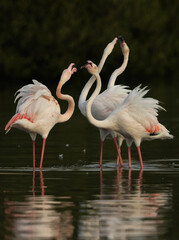Greater Flamingos territory fight while feeding at Tubli bay, Bahrain