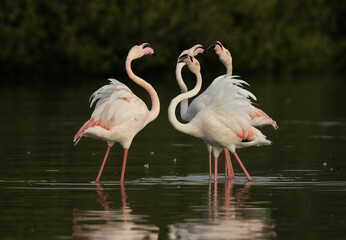 Greater Flamingos territory fight  at Tubli bay, Bahrain