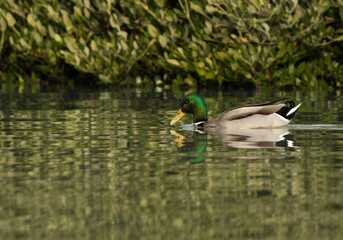 Mallard duck swimming at Tubli bay, Bahrain