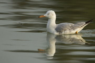 Sender-billed seagull with dramatic reflection at Tubli bay, Bahrain