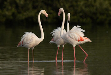 Greater Flamingos in upright position in the morning at Tubli bay, Bahrain