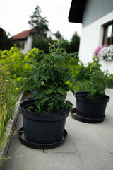 Pollination of tomatoes in a greenhouse. Bumblebee pollinates tomato flowers close-up. Pollination of tomatoes with bumblebees. Blooming tomatoes in the greenhouse. High quality 