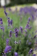 Gardens with the flourishing lavender. Bees pollinate lavender flowers. 