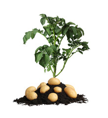 Potato plant, soil and tubers isolated on white