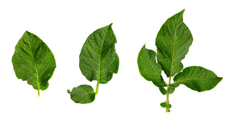 Fresh green potato leaves isolated on white, set
