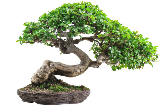 Bonsai Tree with Twisted Trunk