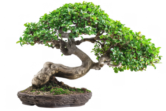 Bonsai Tree with Twisted Trunk