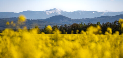 view on snowy Śniezka mountain with canola fields during spring sunny day