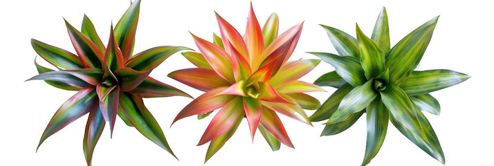 Fototapeta premium Top View of Bromeliad Plants