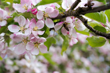 Bee works to pollinate an apple blossom