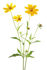 Yellow Flowers with Green Leaves on Tall Stem