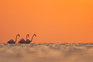 Silhouette of Greater Flamingos wading in the morning hours at Asker coast of Bahrai