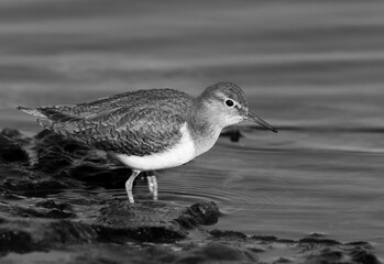 Little Stint druing low tide at Tubli bay feeding, Bahrain