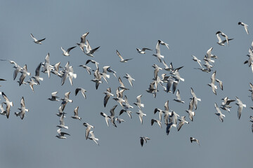 Black-headed gulls in flight at Tubli bay, Bahrain