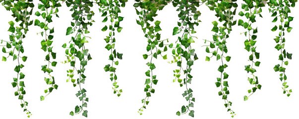 Hanging Green Vines