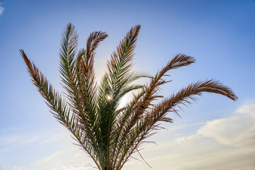 Palm through the The sun shines on the island of Corfu under a blue sky