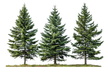 Fototapeta premium Tall Evergreen Trees
