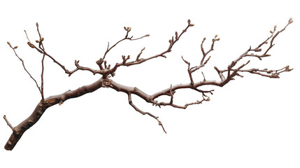 Dry Twisted Branch
