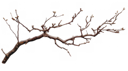Dry Twisted Branch