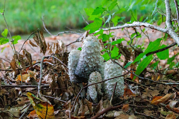 A group of young shaggy ink cap mushrooms on the forest floor among green leaves and wilted foliage