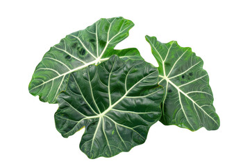 Dark Green Alocasia Leaves