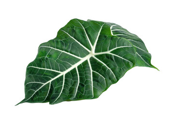 Dark Green Alocasia Leaves