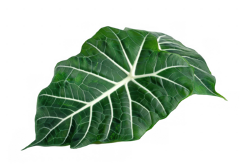 Dark Green Alocasia Leaves
