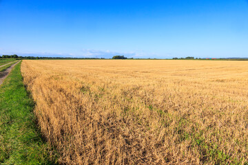View over harvested wheat field near Inningen in Bavaria with bright blue sky