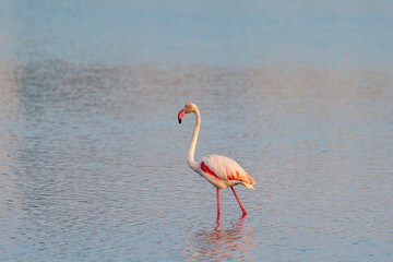 A  greater flamingo  standing in the water near Aigues-Mortes in the wetlands of Camarque