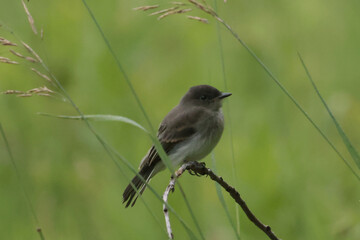 Baby Eastern Kingbird perched on branch in marsh