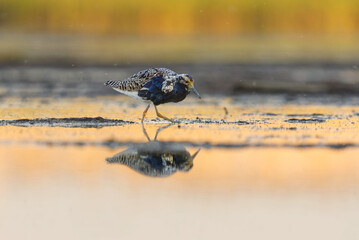 Ruff (Calidris pugnax) male feeding in the wetlands in summer.	
