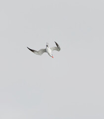 Caspian tern (Hydroprogne caspia) flying in the sky diving to catch fish in summer.	
