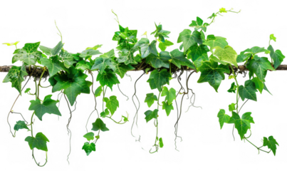 Green Vine with Leaves and Roots