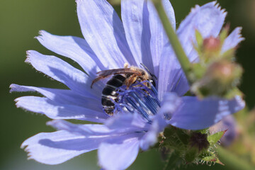 Polyster bee on Chicory Flower