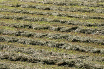 Hay cut and left in furrows to dry in summer sun for farm crop