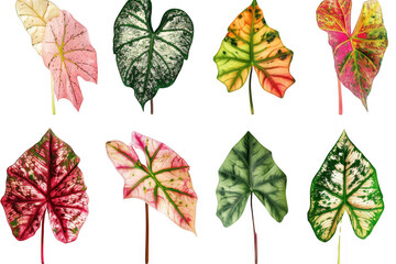 Obraz premium Colorful Caladium Leaves Collection