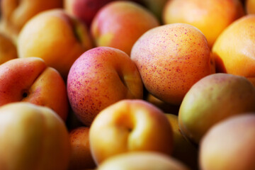 Fruits of juicy apricots in close-up.

