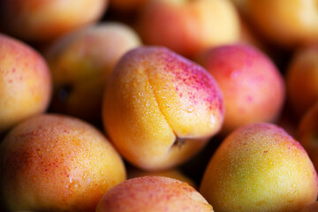 Fruits of juicy apricots in close-up.

